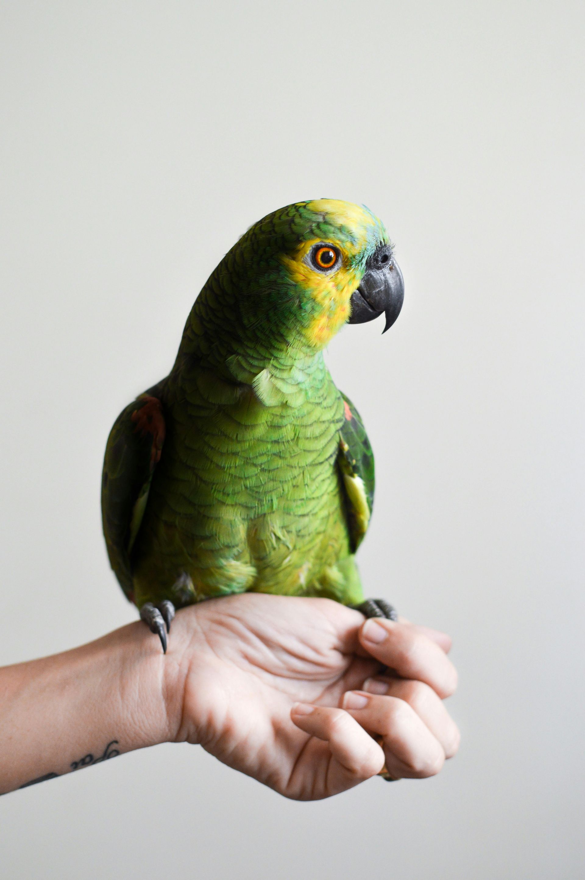 A person is holding a green and yellow parrot in their hand.