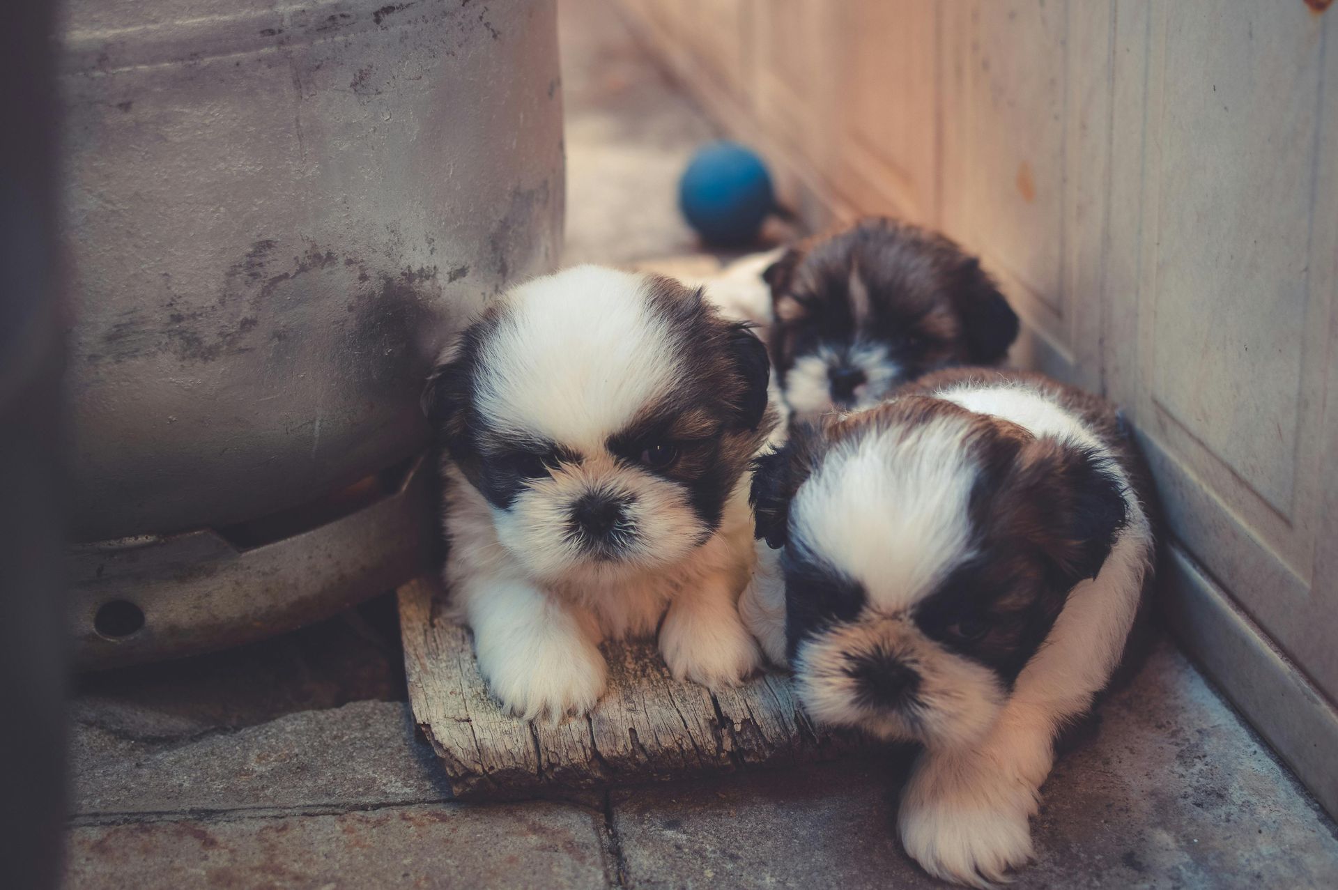 Three small puppies are sitting next to each other on the ground.