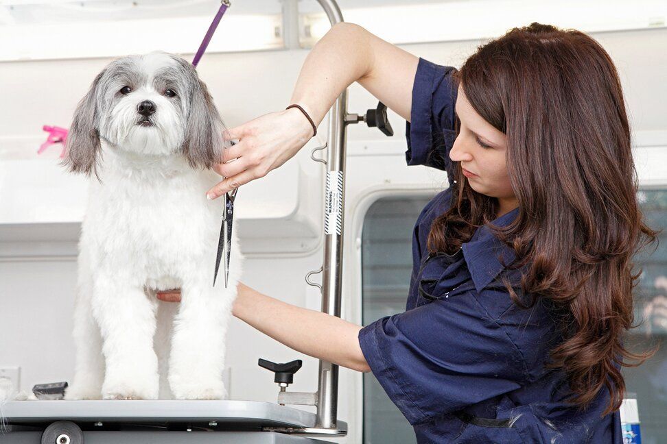 A woman is grooming a small white dog on a table.