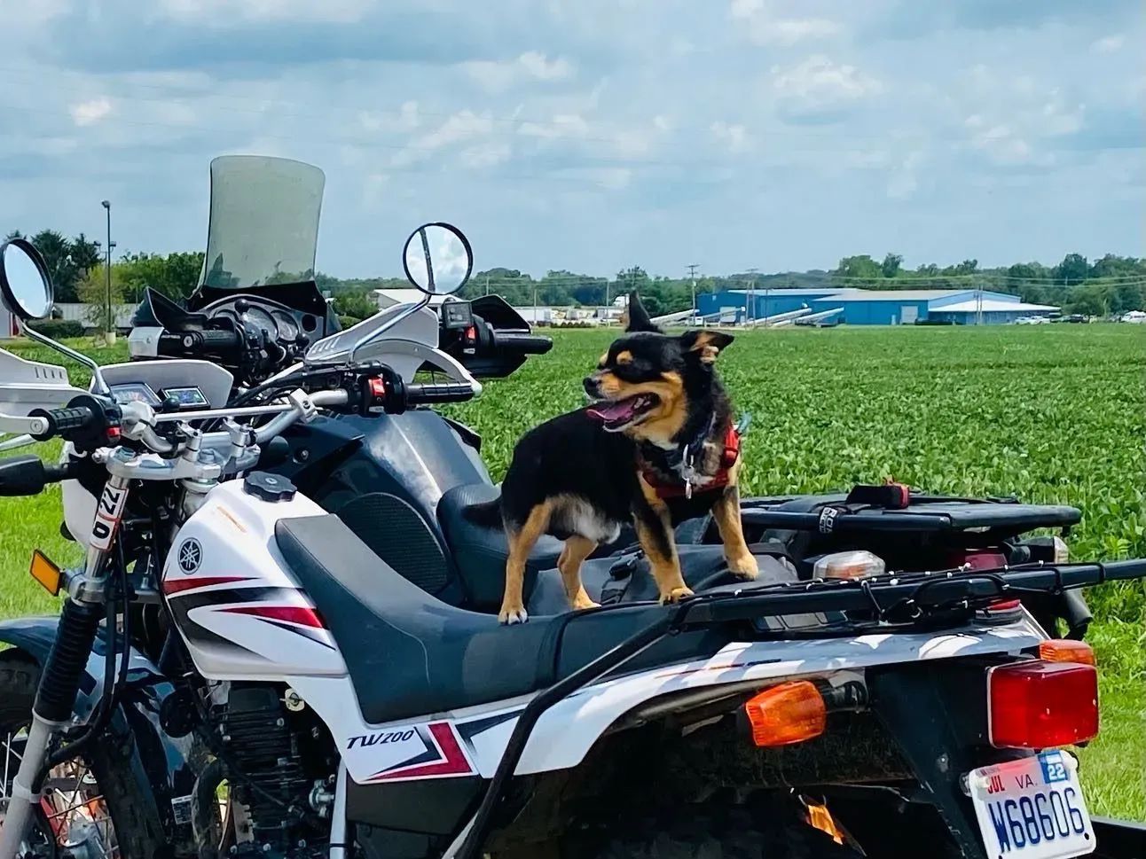 A dog is sitting on the back of a motorcycle