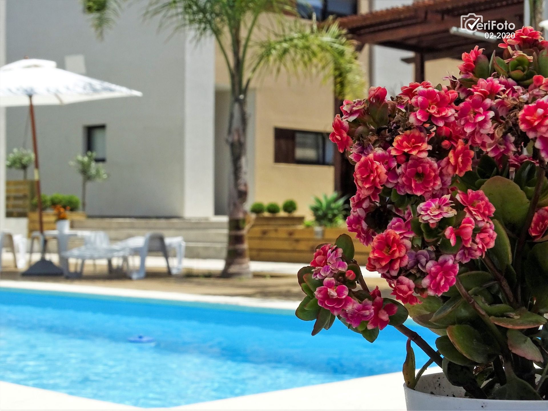 A potted plant with pink flowers in front of a swimming pool