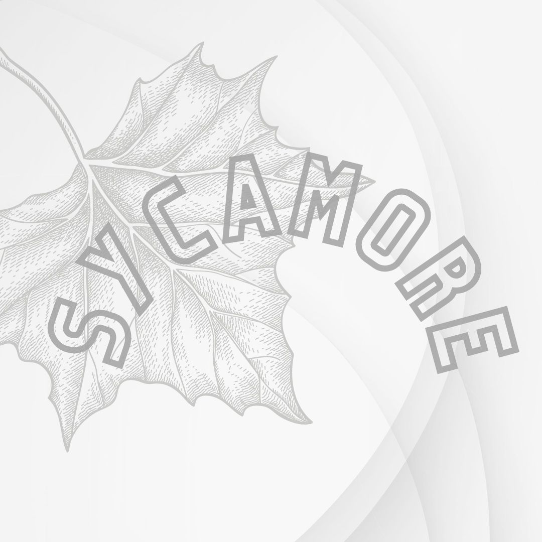 A drawing of a maple leaf with sycamore written around it