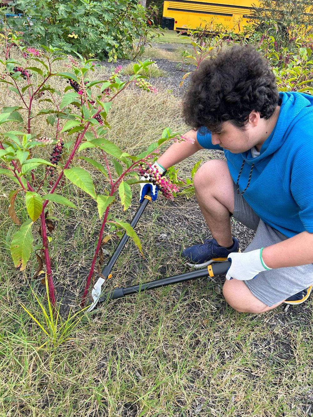 A young man is kneeling down in the grass cutting a plant with a pair of scissors.