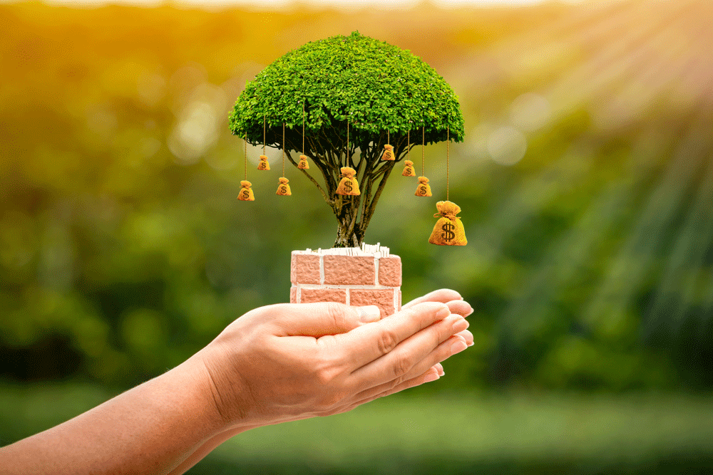 A person is holding a money tree in their hands.