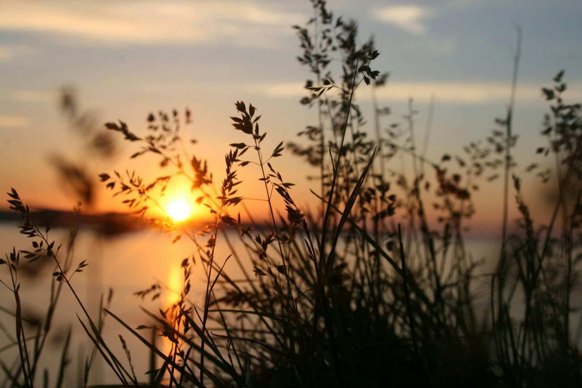 Sunset over water, viewed through silhouetted grasses. Orange sun, soft sky.