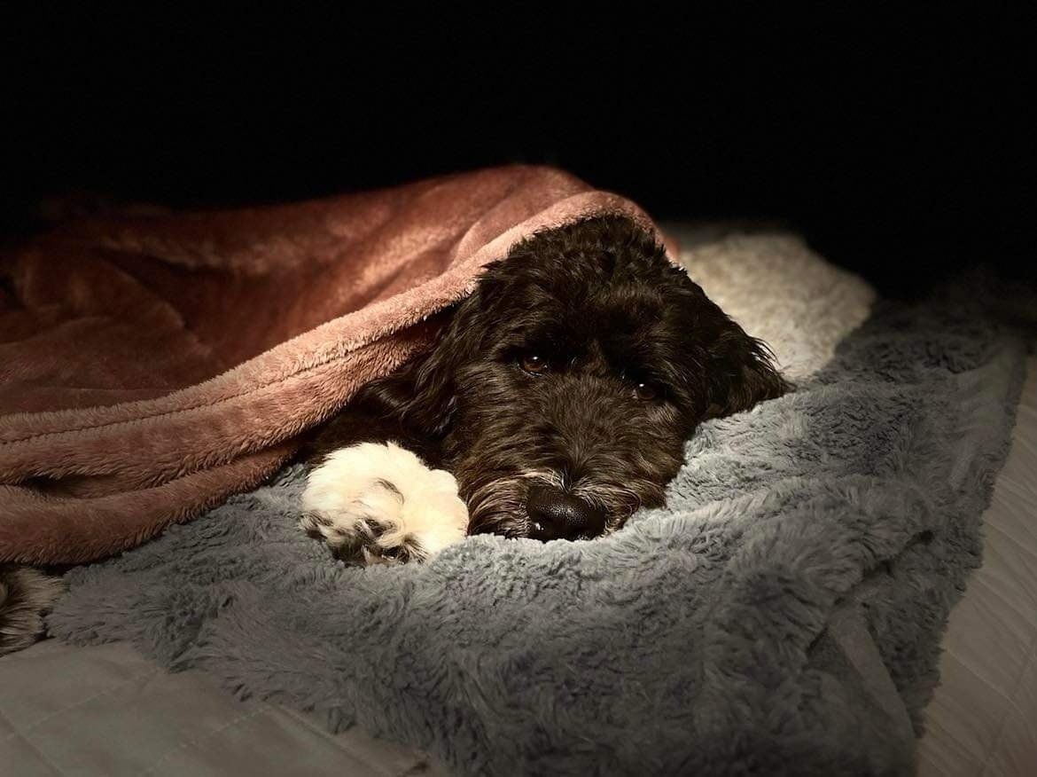 A dog is laying under a blanket on a bed.
