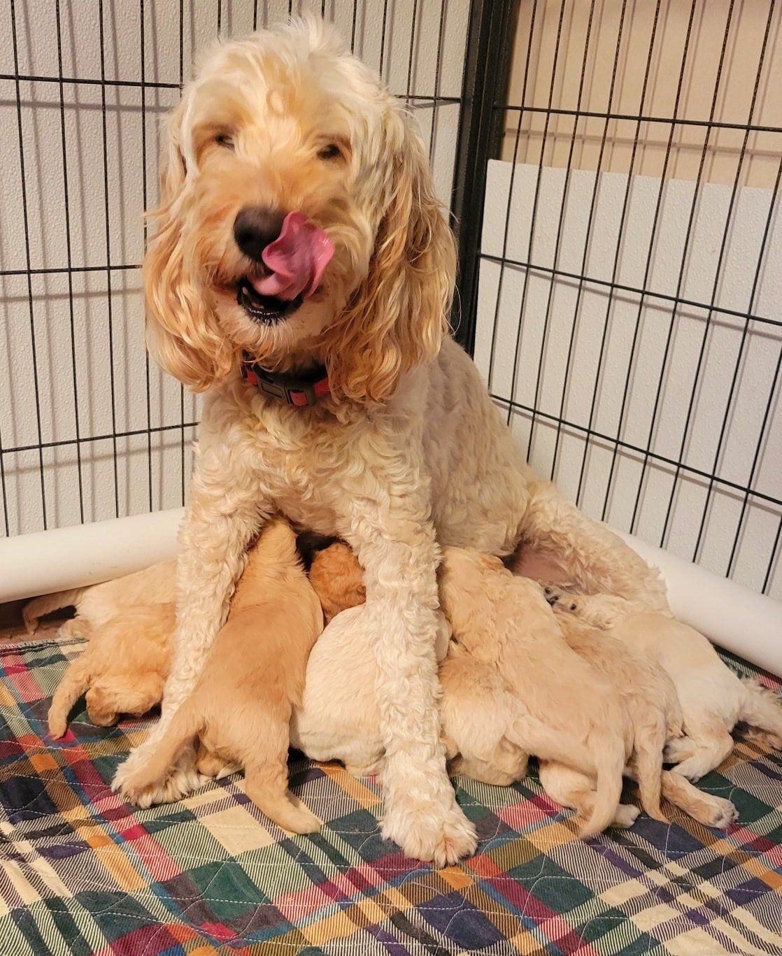 A cocker spaniel is nursing her puppies in a cage.