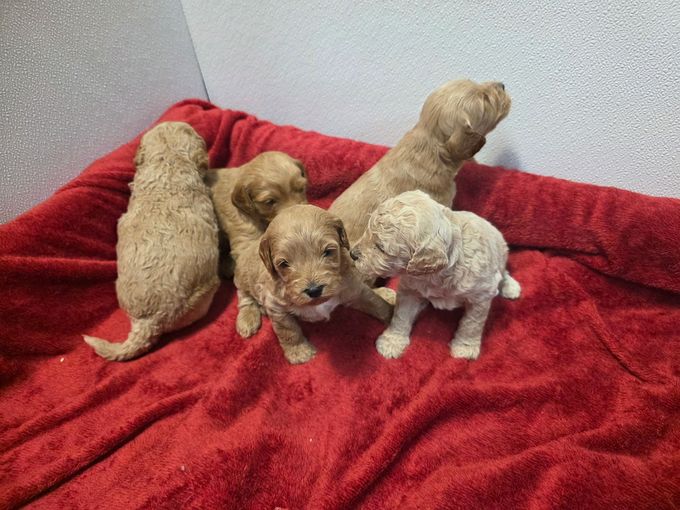 Five fluffy goldendoodle puppies on a red blanket, looking at the camera.