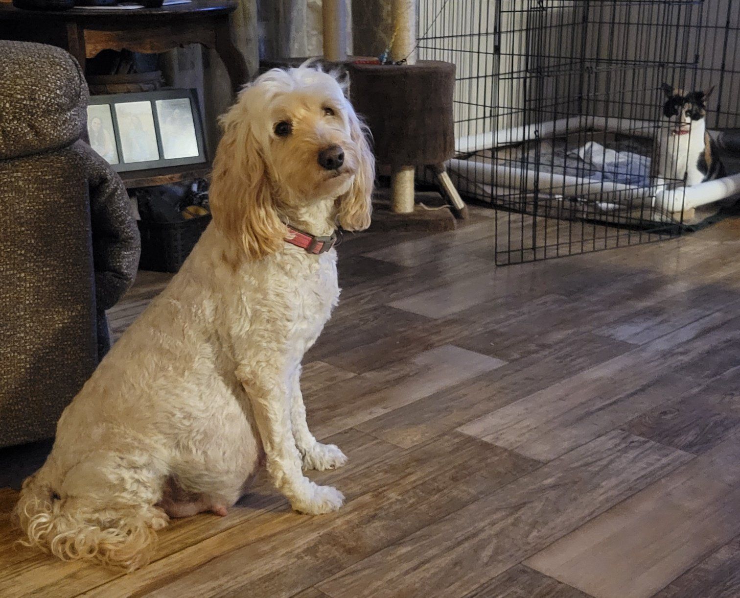 A dog is sitting on a wooden floor in a living room next to a cat in a cage.