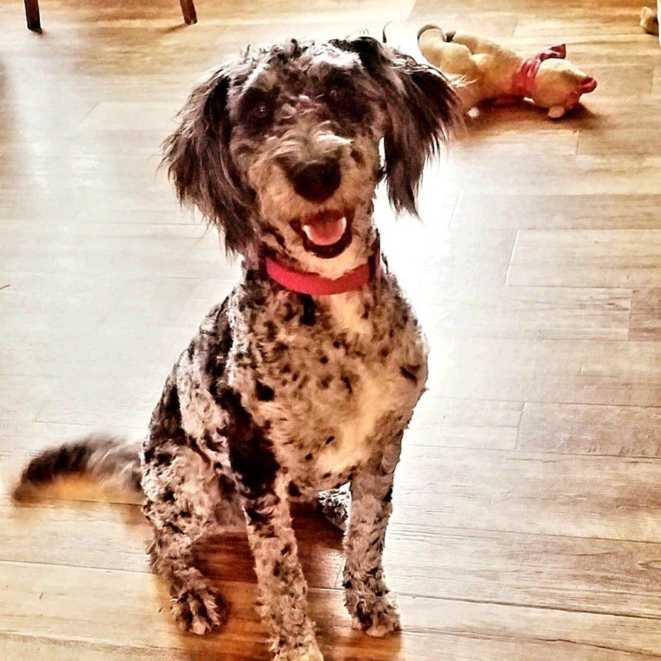 A dog wearing a red collar is sitting on a wooden floor