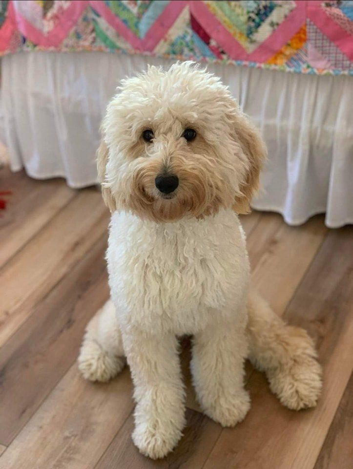 A small white dog is sitting on a wooden floor in front of a bed.