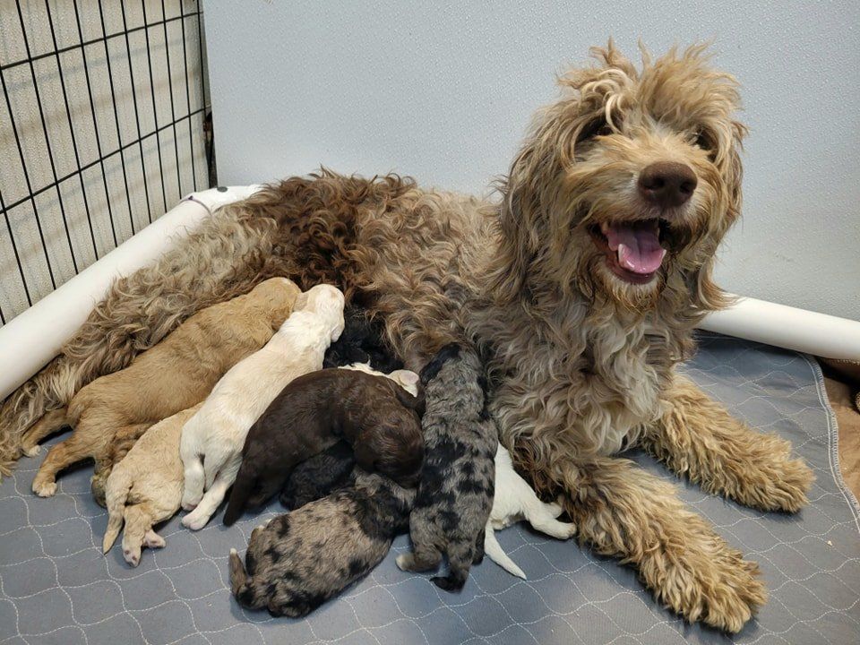 A dog is laying next to a bunch of puppies in a cage.