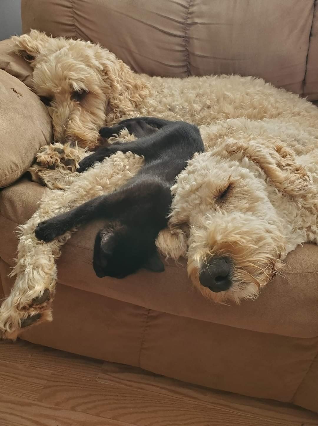 Two dogs are laying on top of each other on a couch.
