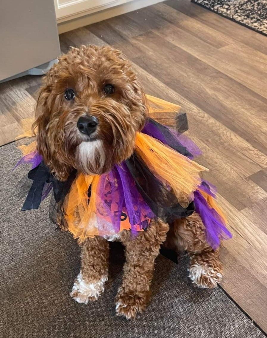 A small brown dog wearing a halloween costume is sitting on the floor.