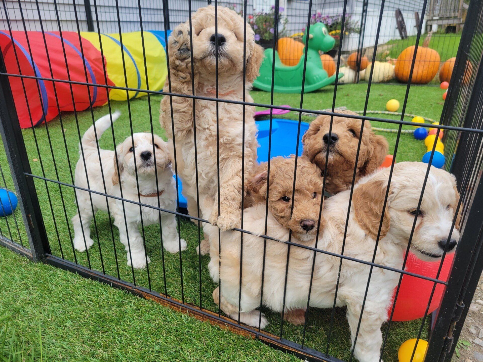 A group of puppies are playing in a fenced in area.