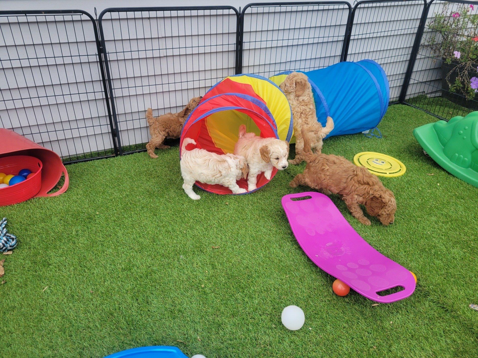 A group of puppies are playing in a yard with toys.