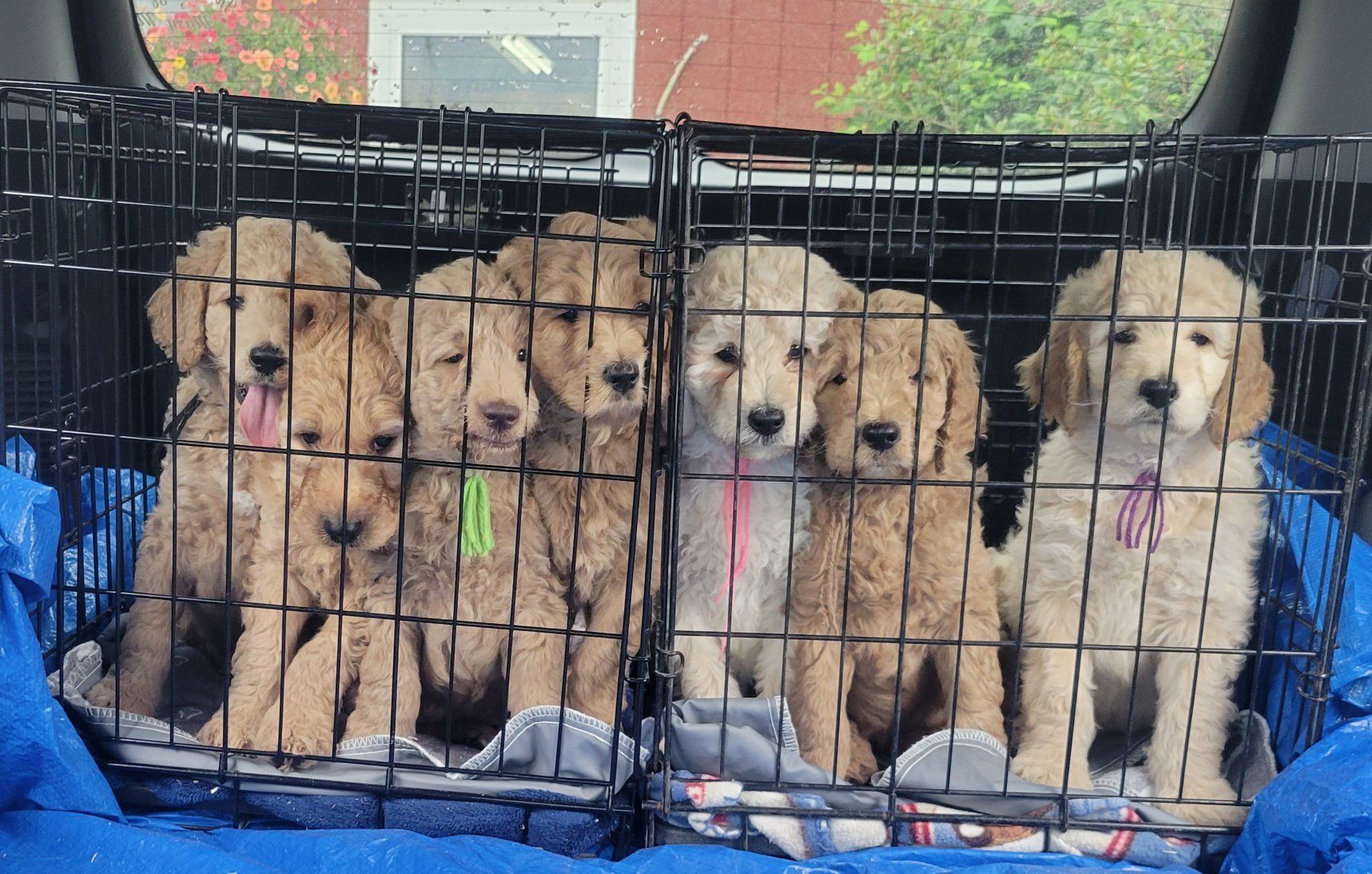 A group of puppies are sitting in a cage in the back of a car.