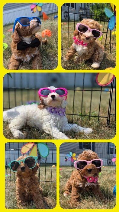 A collage of four pictures of puppies wearing sunglasses.