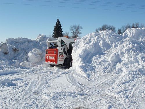 A lush green garden with lots of plants and trees
