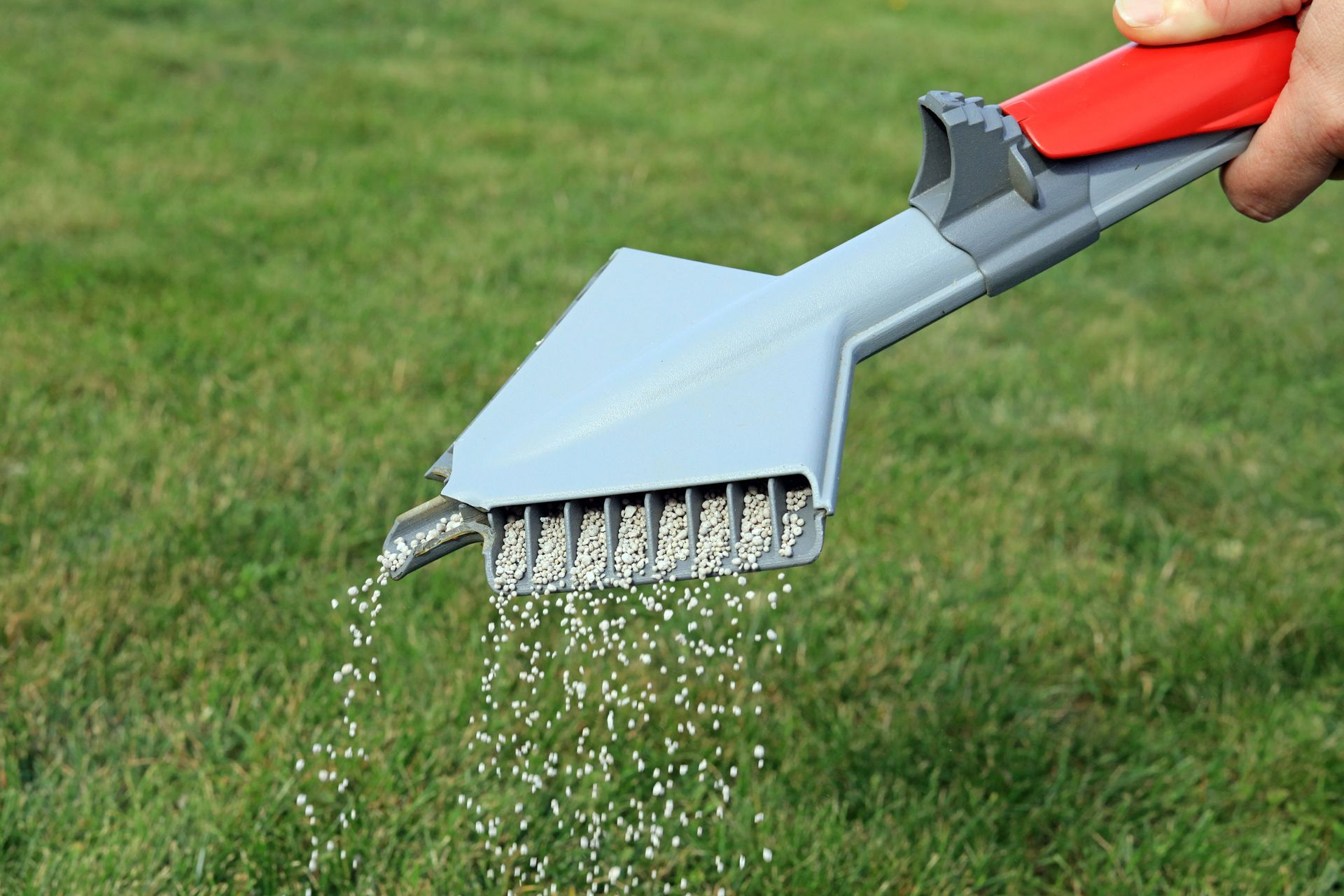 A person is spreading fertilizer on a lawn with a rake