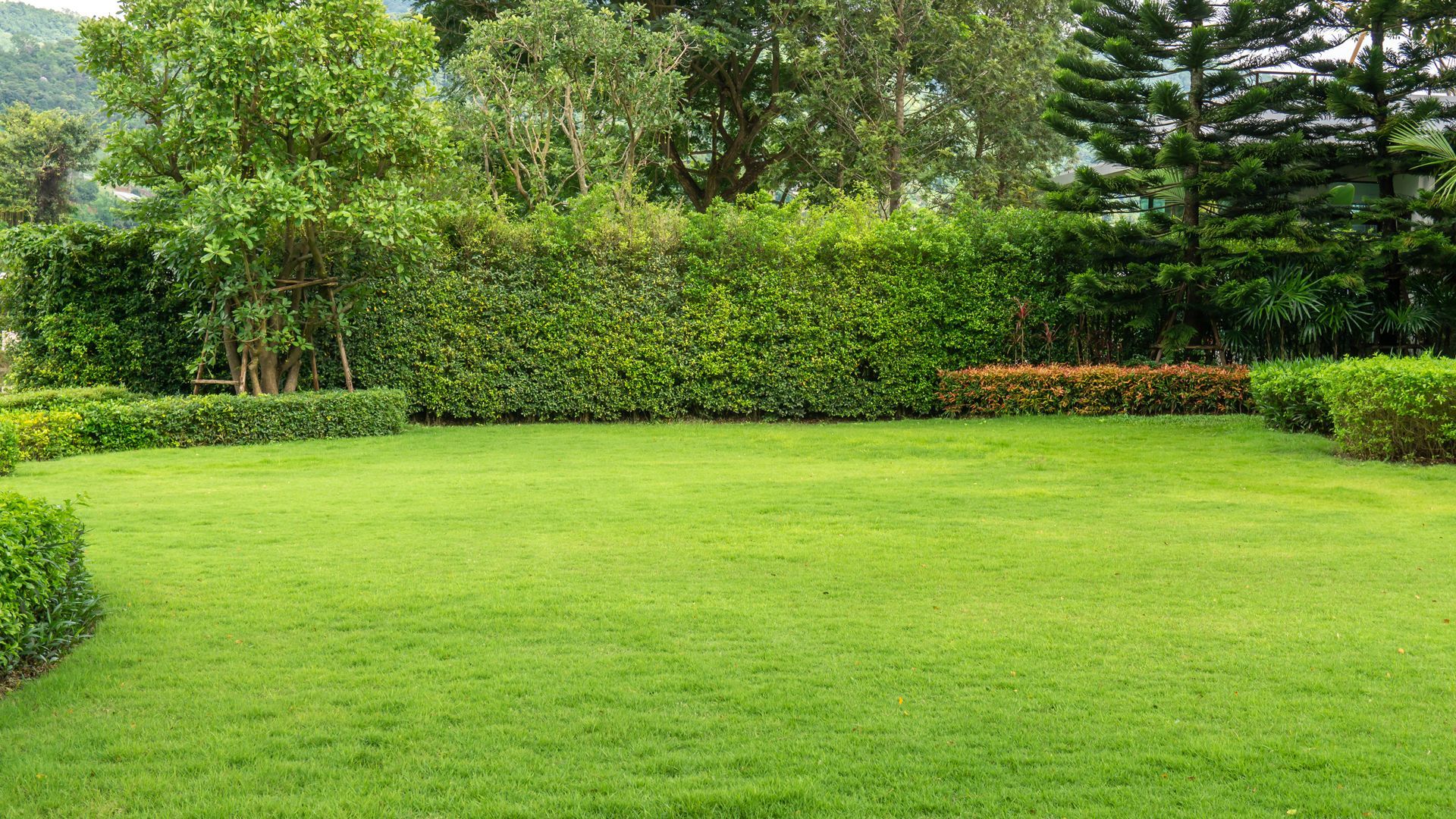 A lush green lawn with trees and bushes in the background