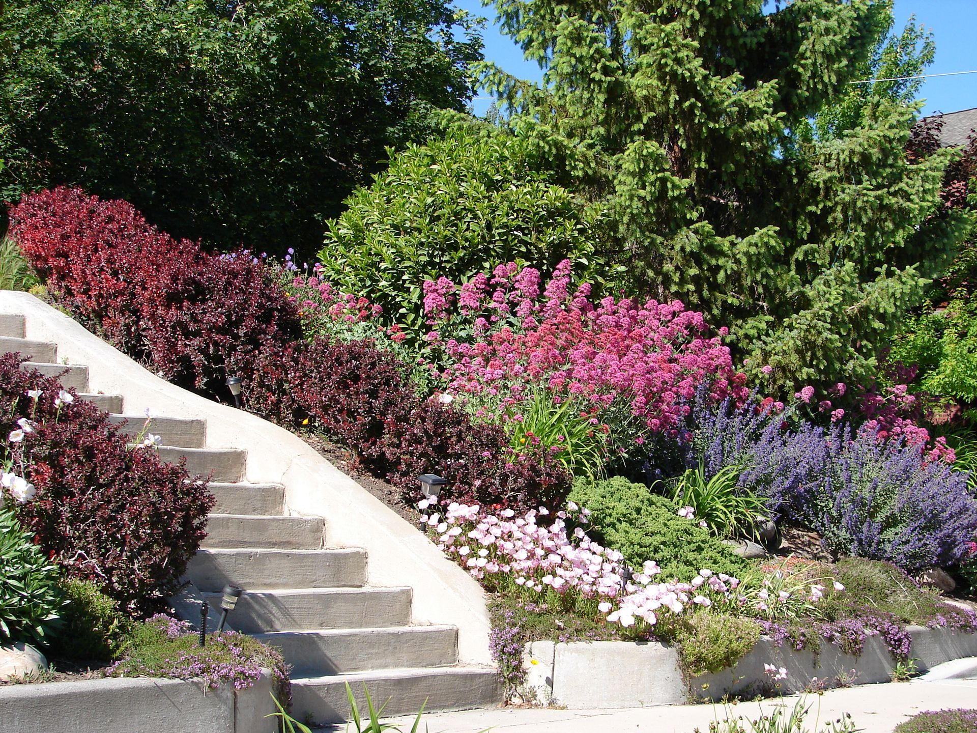 A set of stairs leading up to a garden with pink and purple flowers