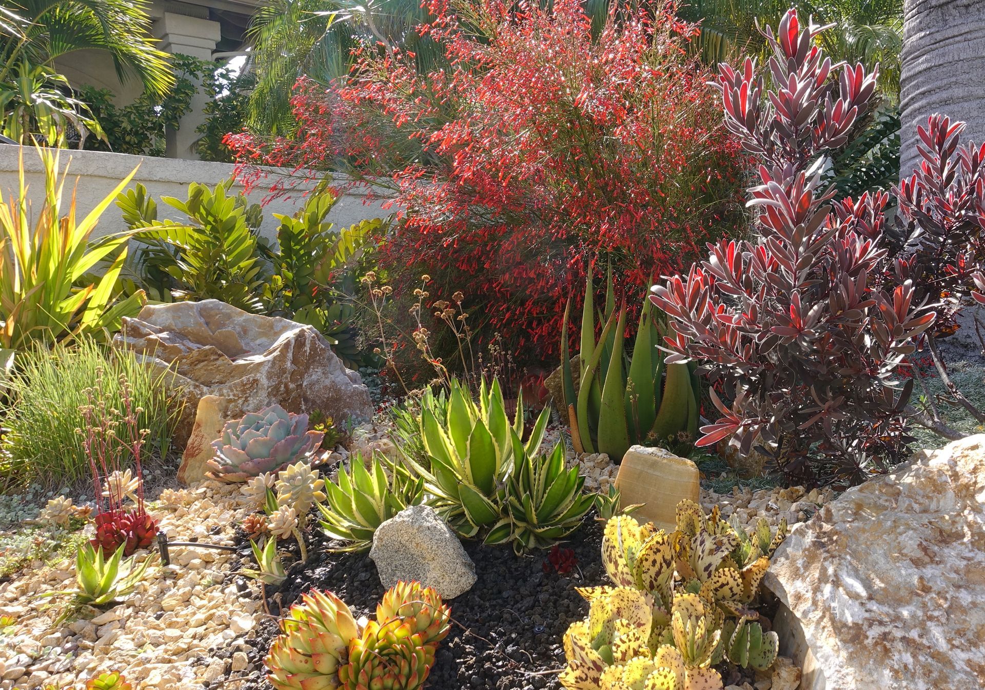 A garden filled with lots of plants and rocks