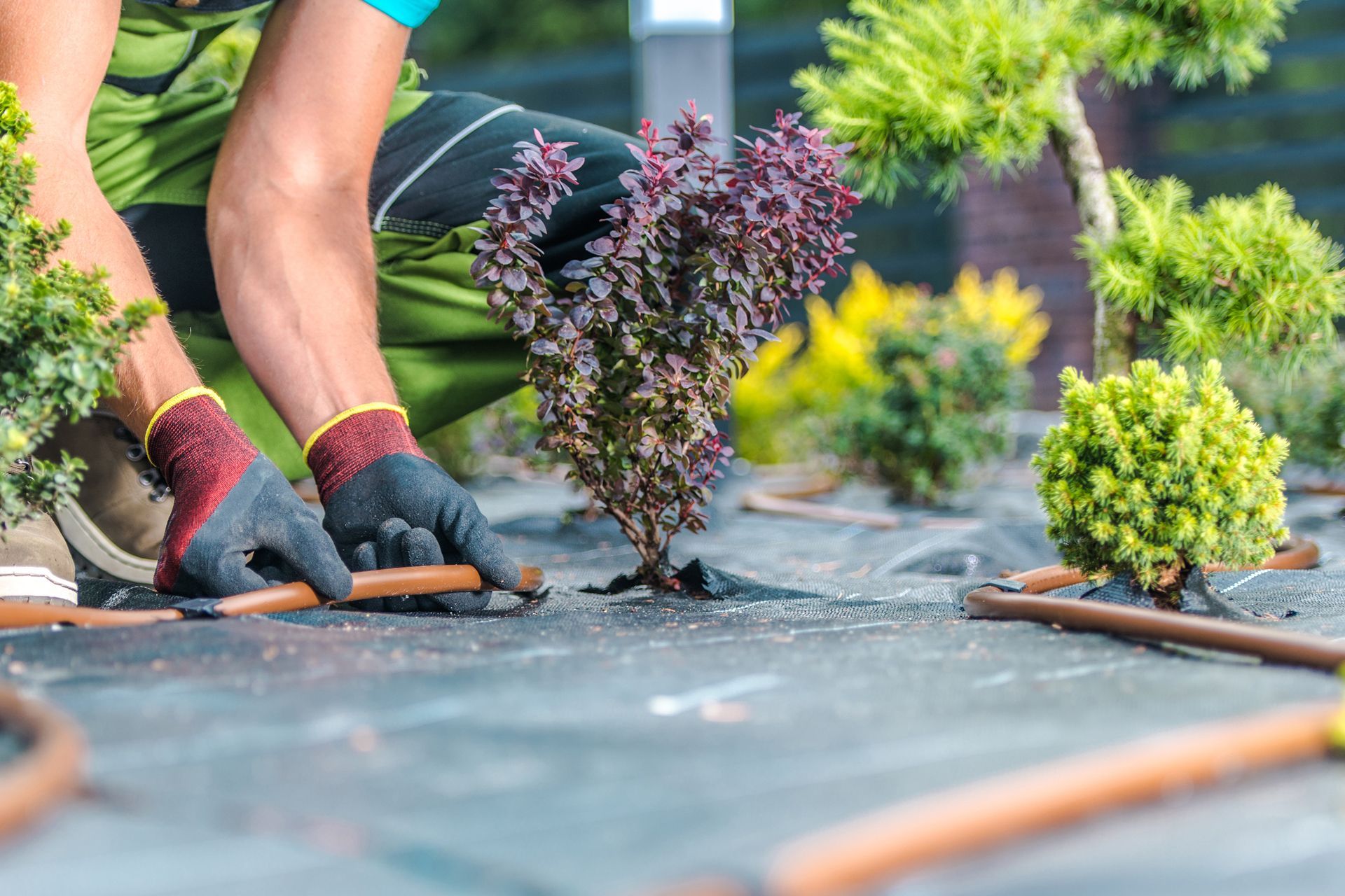 A man is kneeling down in a garden planting plants