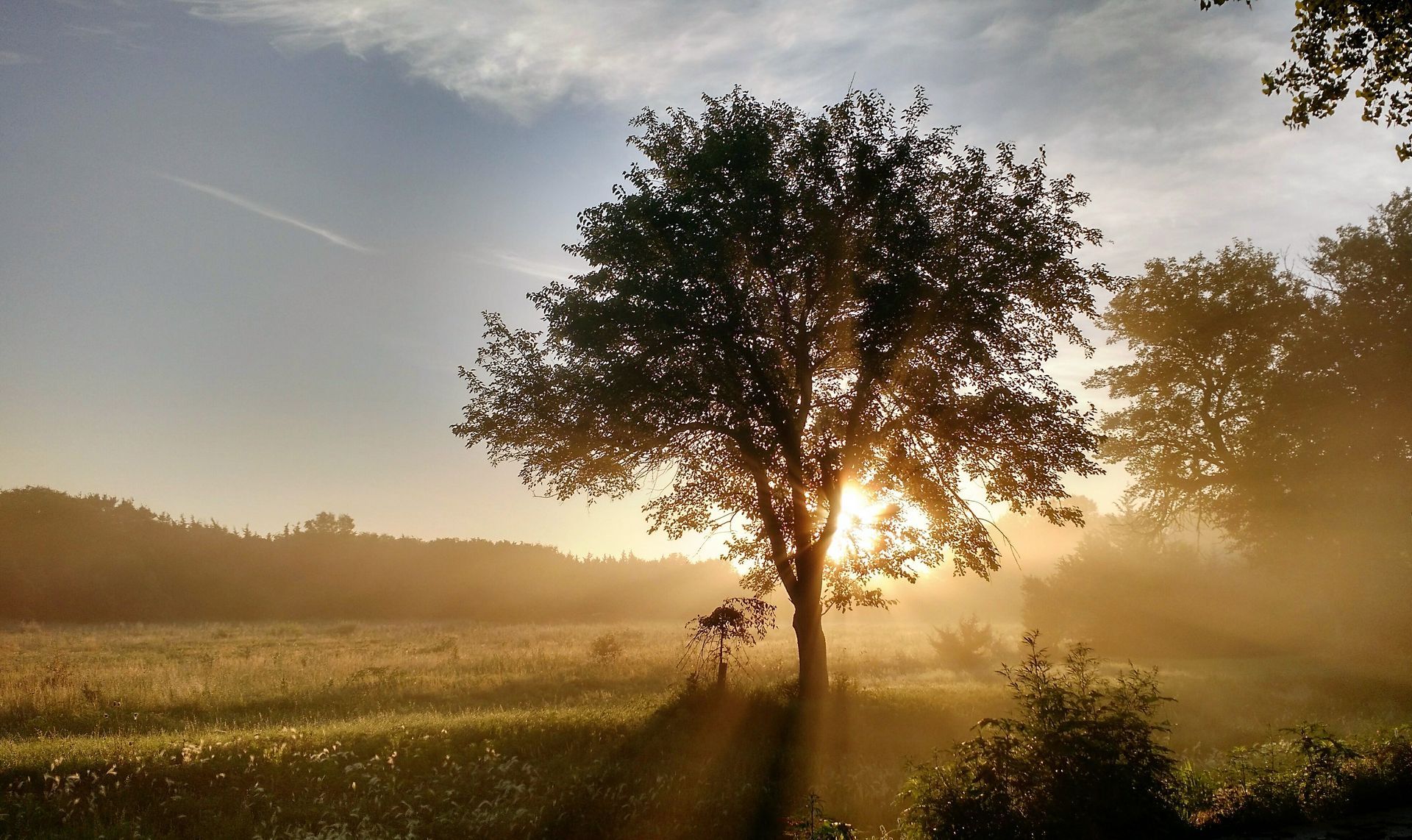 The sun is shining through the trees in a foggy field.