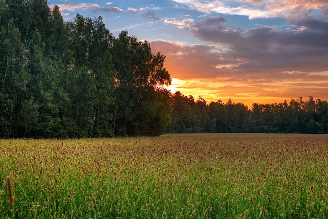 A field of grass with trees in the background and a sunset in the background.