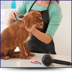 Dog Groomer