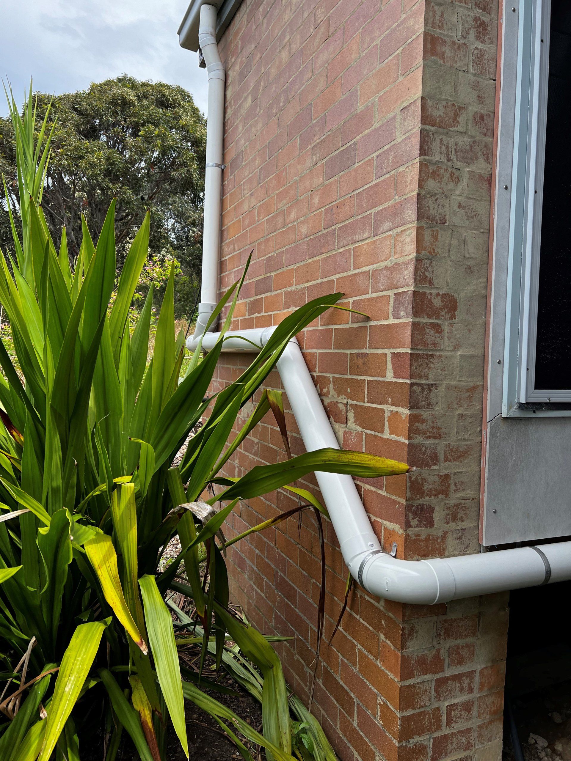 plant on the side of brick house