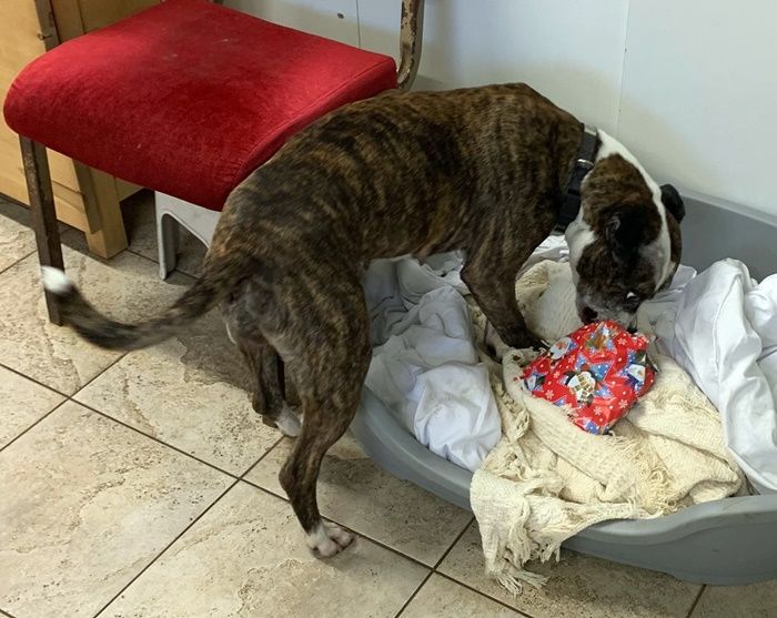 Brindle dog sniffs through laundry in a basket. A red chair is in the background.