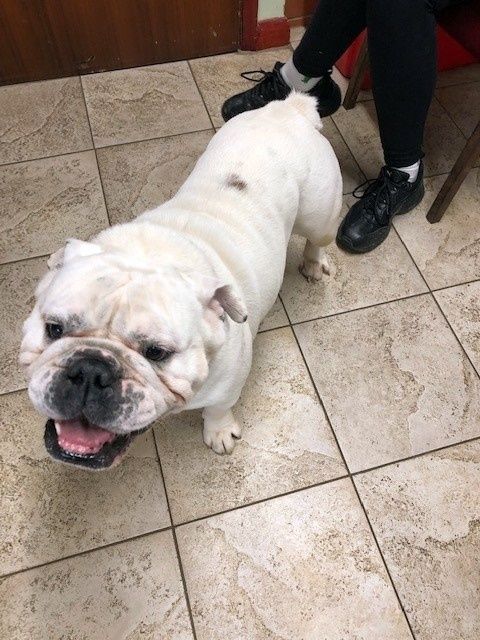 White bulldog with open mouth, black nose, standing on tile floor near a person in black pants and shoes.
