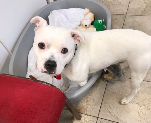 White dog with black spots sits in a grey tub with toys and looks at the camera.