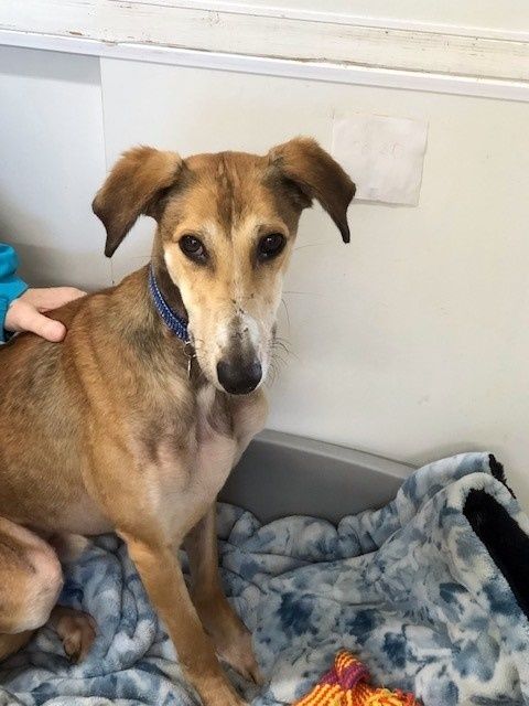 Tan dog with floppy ears and a blue collar, sitting on a blue blanket.