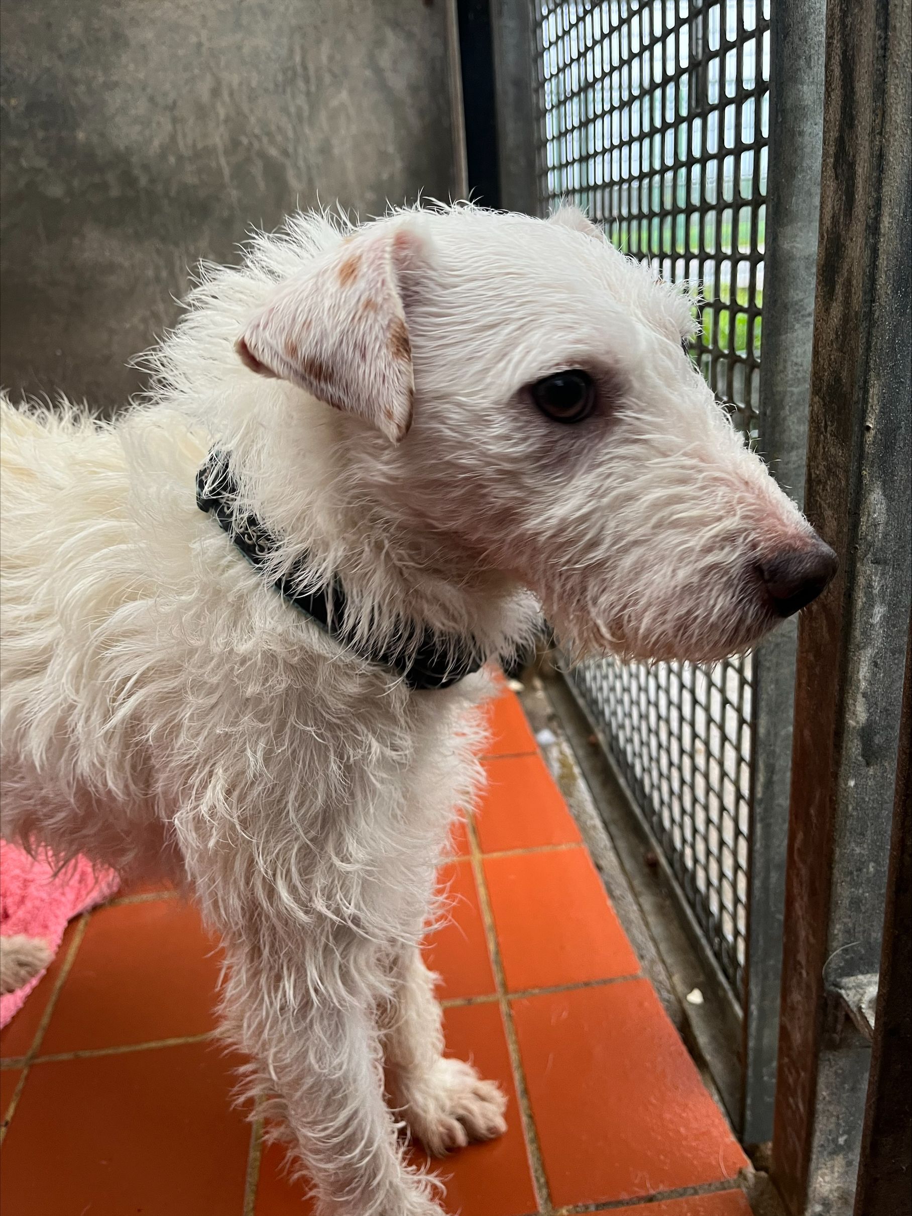 White dog with shaggy fur wearing a black collar, looking to the side in a kennel.