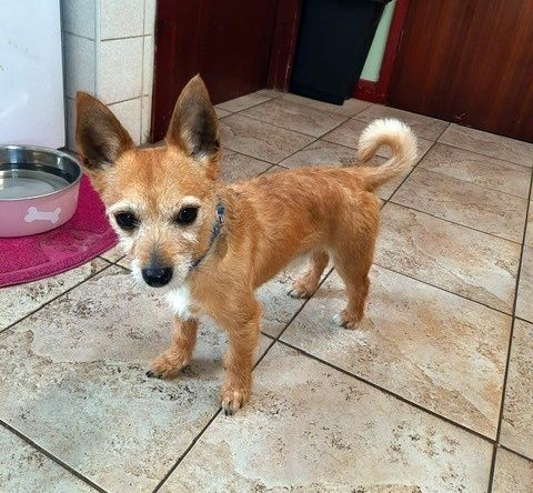 Small, tan dog with a curled tail standing on tiled floor, looking at the camera.