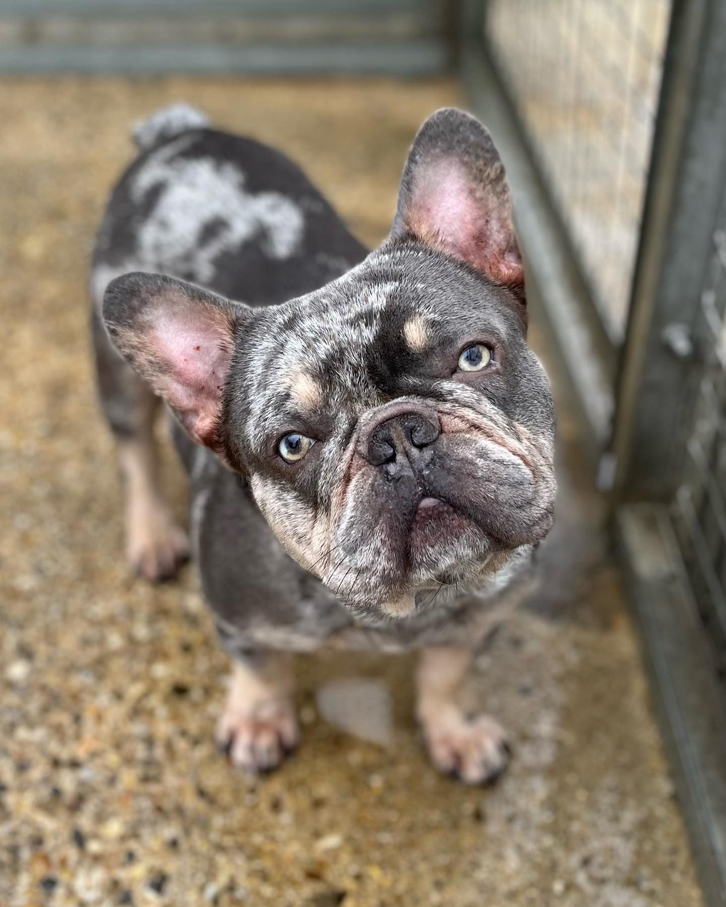 French Bulldog with mottled blue and gray fur, looking up with an inquisitive expression.
