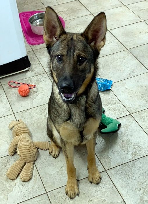 A German Shepherd dog sits on a tile floor, surrounded by toys, looking at the camera with a happy expression.