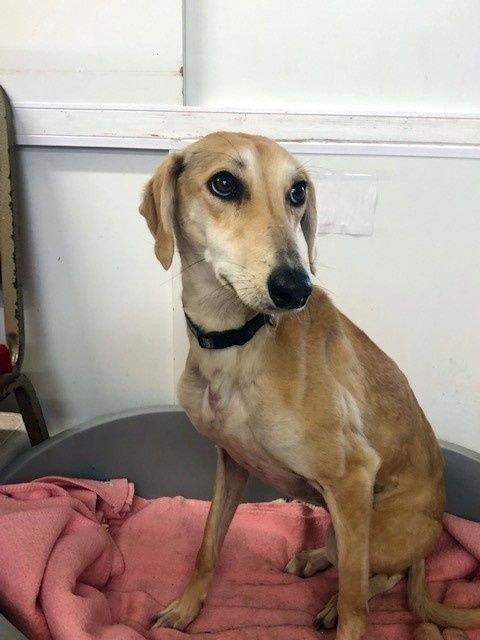 Tan dog with black collar sitting on a pink blanket in a gray tub, looking alert.