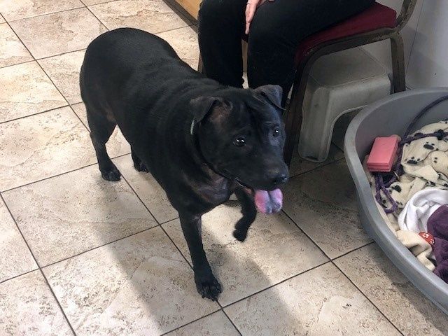 Black dog with purple tongue walks toward the camera on a tiled floor, near a person and dog bed.