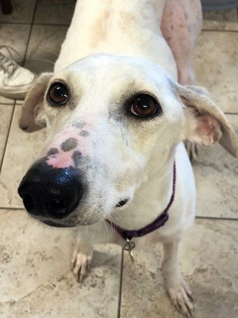 White dog with brown eyes and a spotted nose looking up.