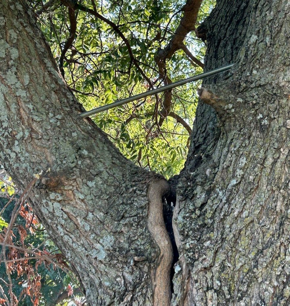 Arborist treating oak wilt in Fort Worth Texas