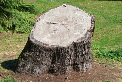Alpine Tree Specialists Tree Stump Removal