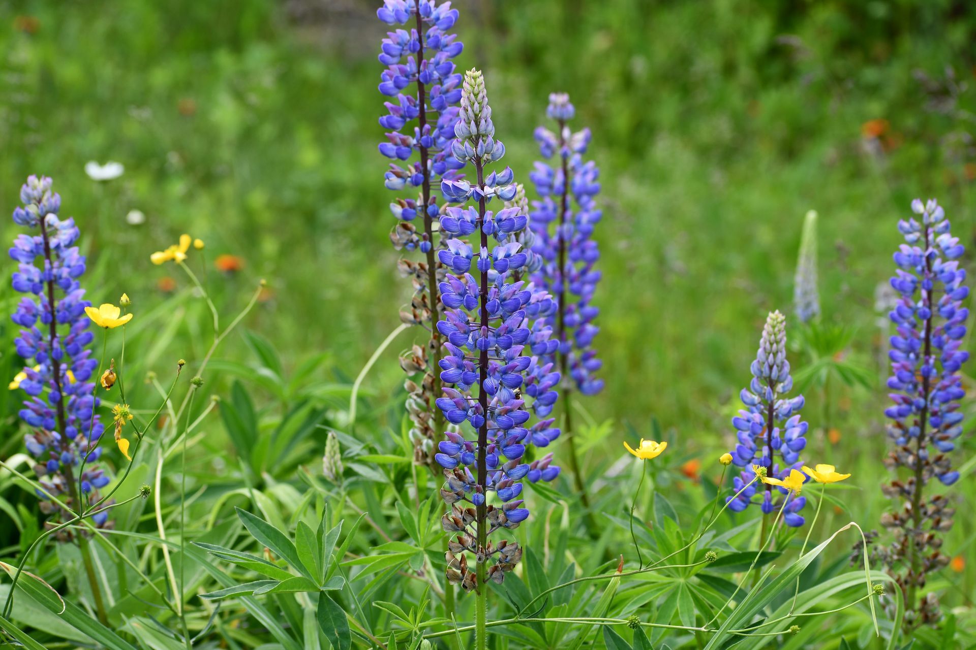 Lupines in bloom at Ostara's Grove, the Vermont Flower Farm in Lunenburg, Vermont