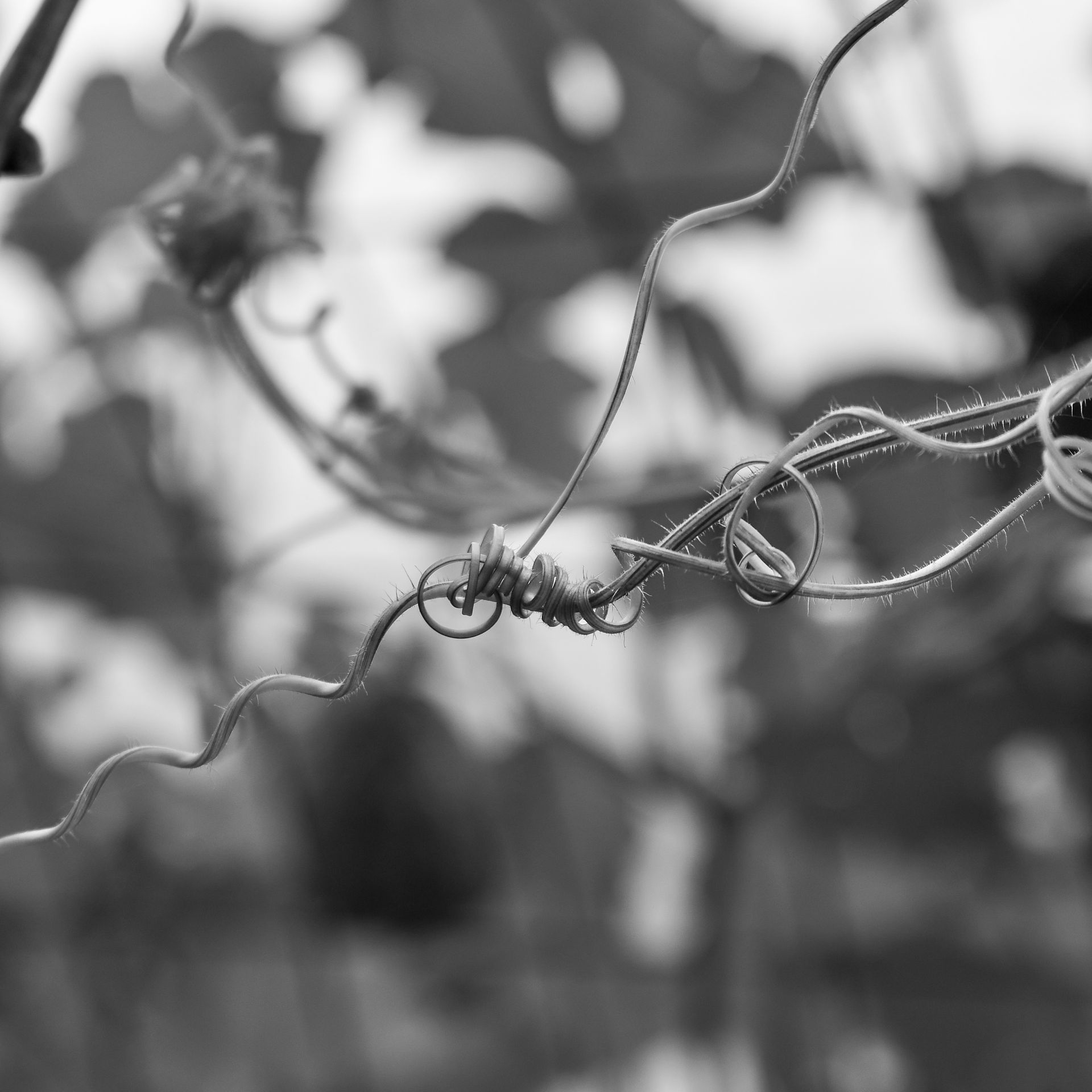 Pumpkin vines attach to the pumpkin trellis at the Vermont Flower Farm, Ostara's Grove in Lunenburg