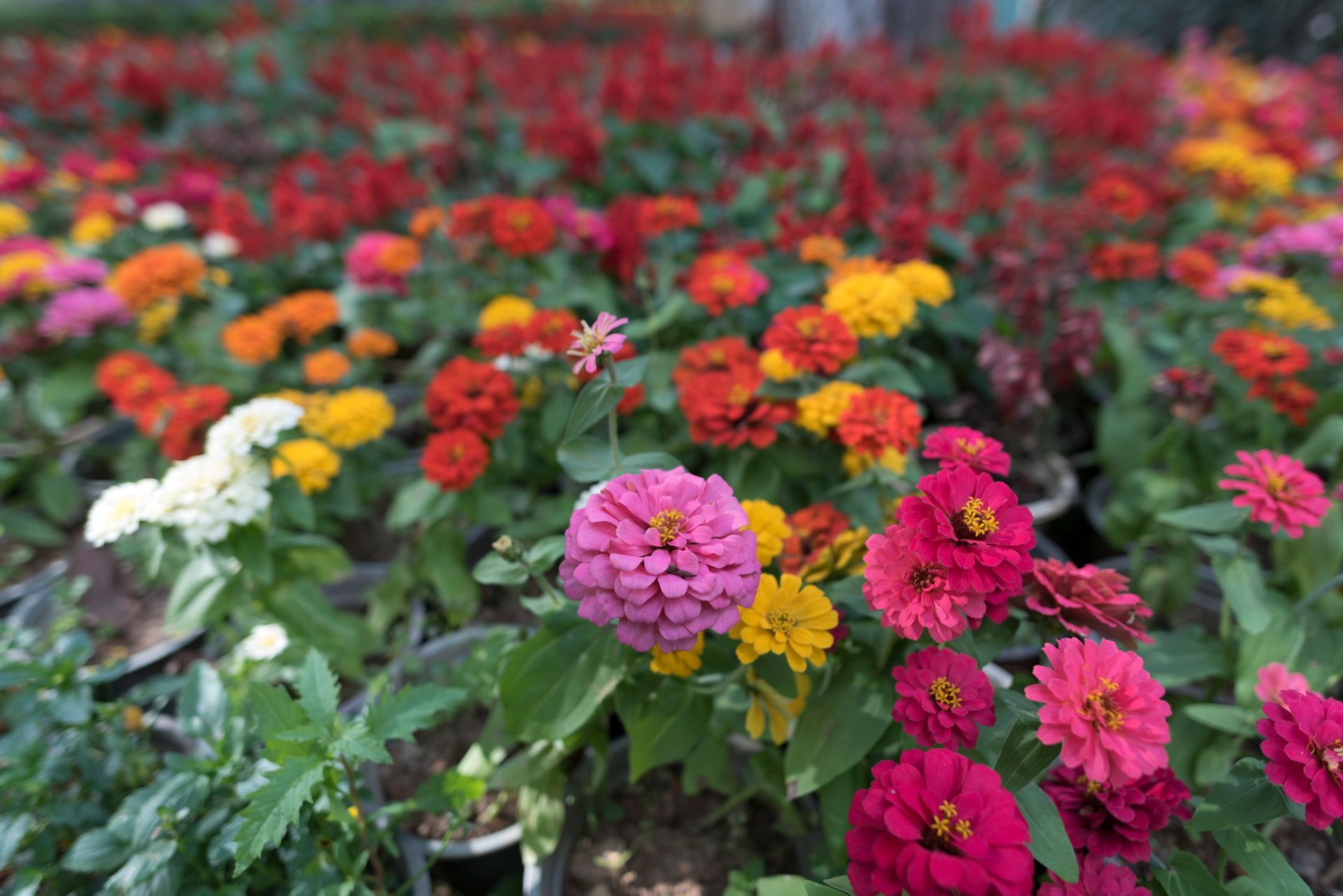 A field of colorful zinnias