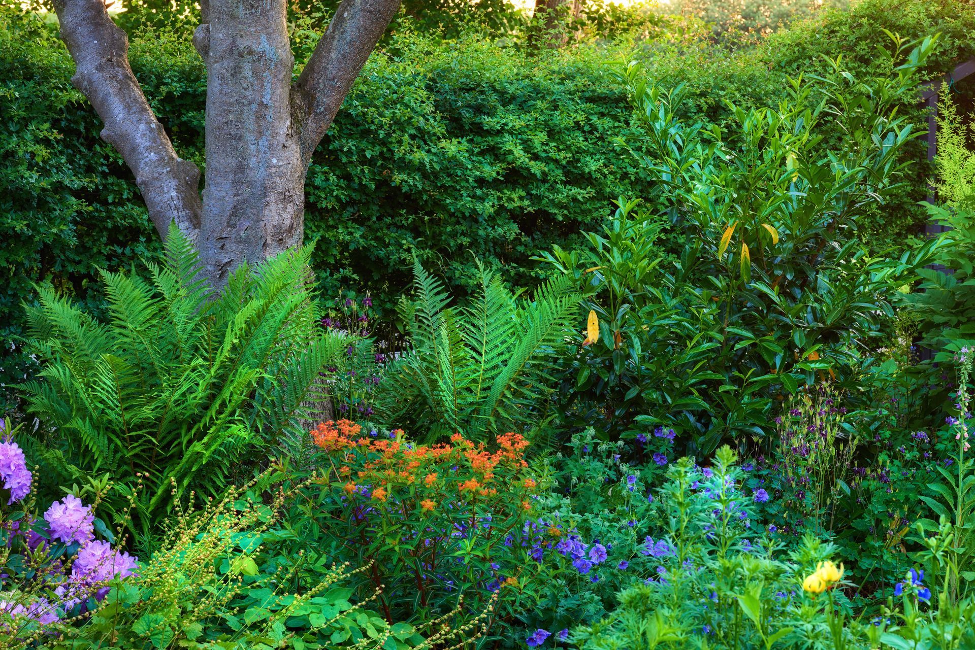 A landscaped patch of land using companion planting