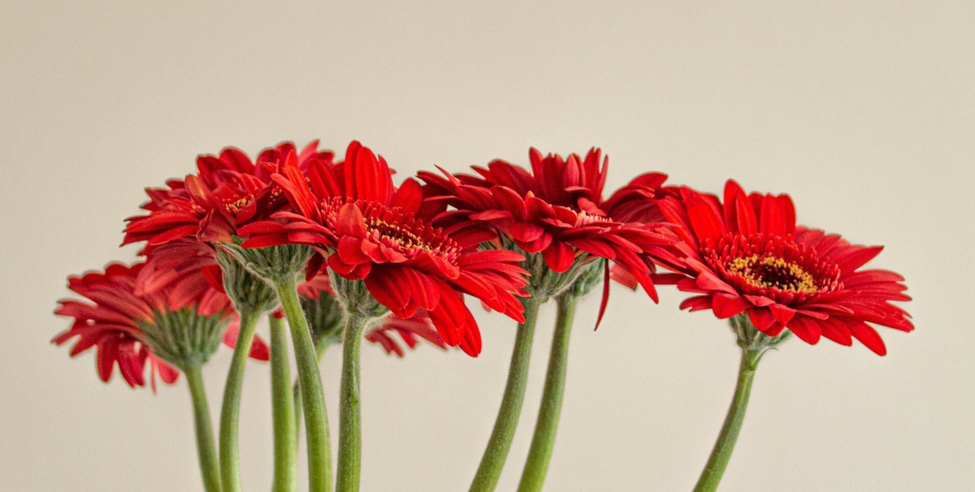 Gerbera daisies cut flowers